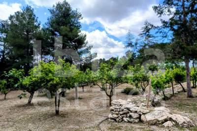 ibiza-estate