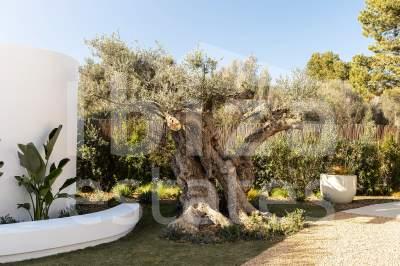 ibiza-estate