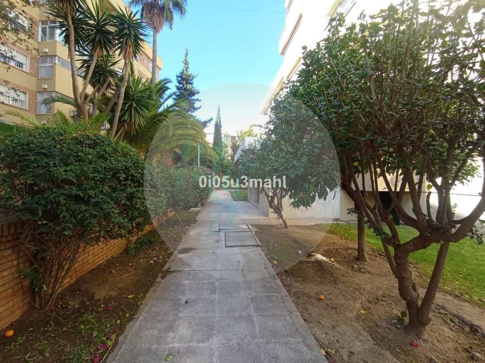 Media planta en El Palo