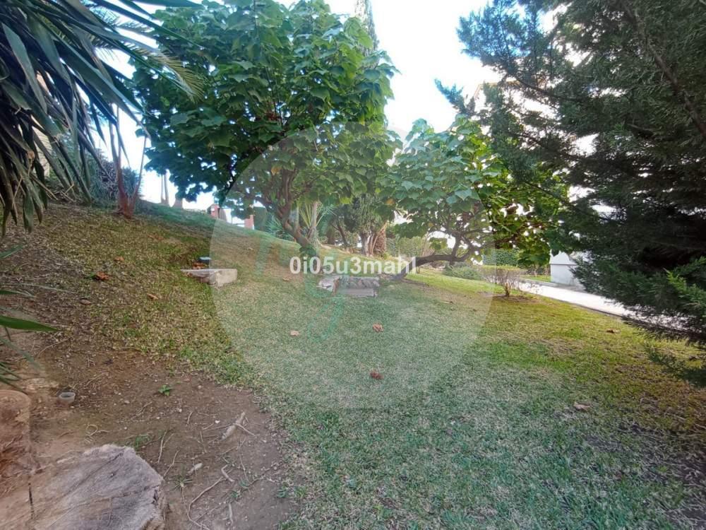 Media planta en El Palo