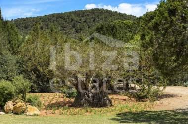 ibiza-estate