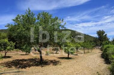 ibiza-estate