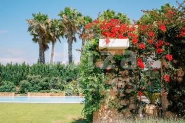 ibiza-estate