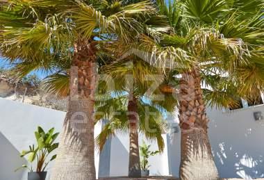 ibiza-estate