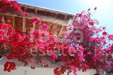 ibiza-estate