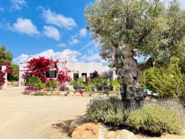 ibiza-estate