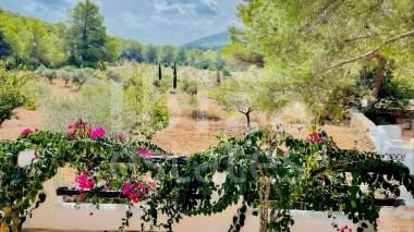 ibiza-estate