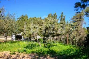 ibiza-estate